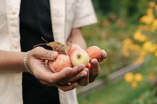 Free Close-up of hands holding fresh apples with green garden background. Stock Photo