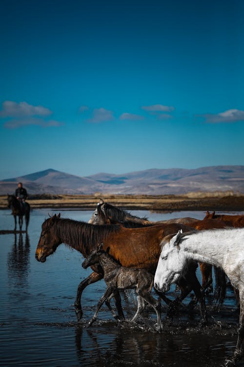 動物の写真, 垂直ショット, 馬の無料の写真素材