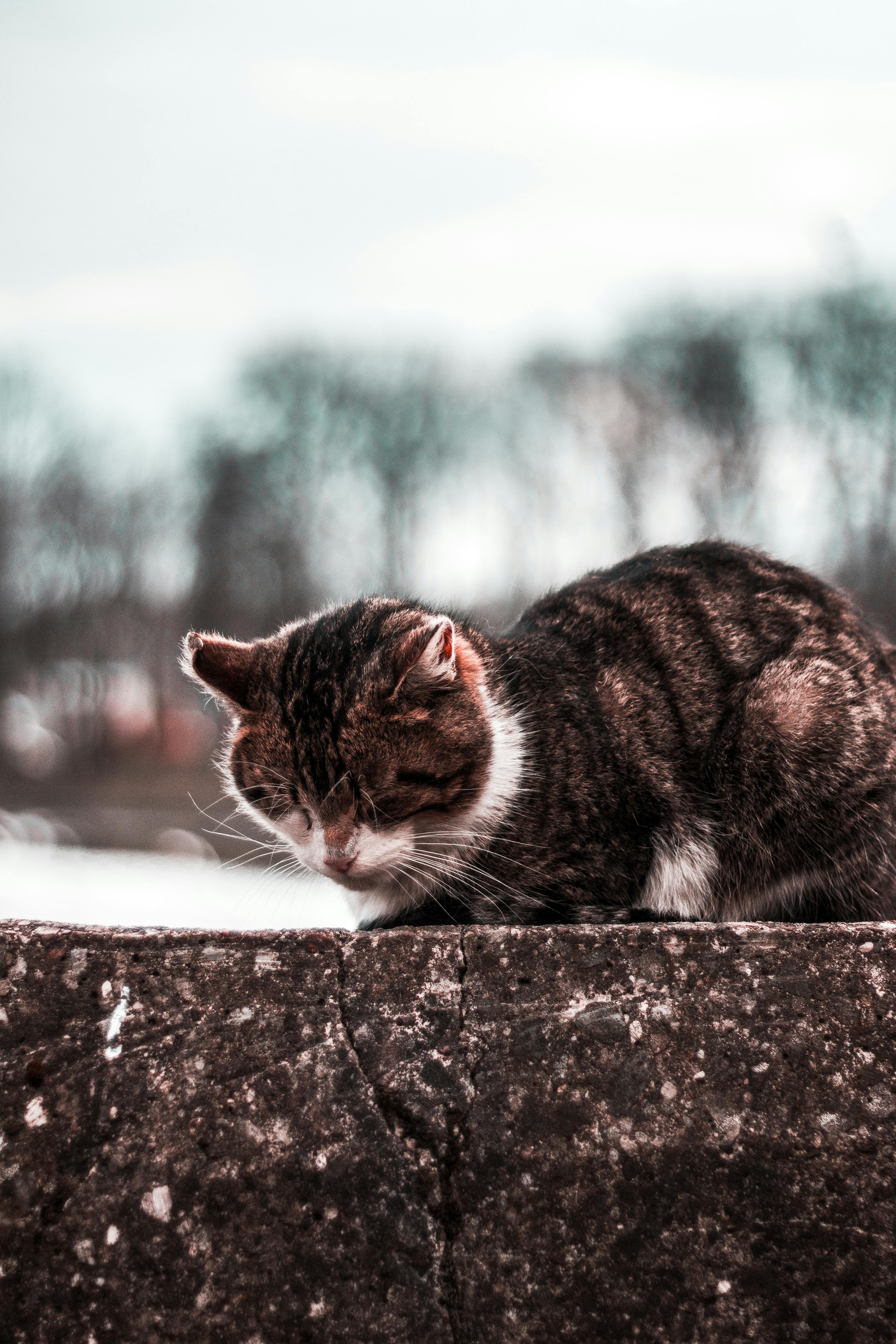 一只安静的虎斑猫睡在石墙上，背景是模糊的树木，展现出宁静的户外环境