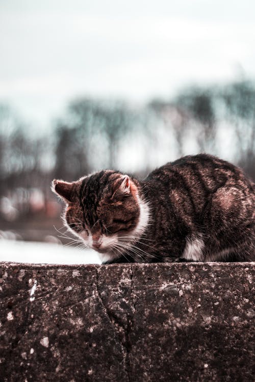 Kostenlos Tabby Cat Stock-Foto