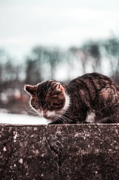 一只安静的虎斑猫睡在石墙上，背景是模糊的树木，展现出宁静的户外环境