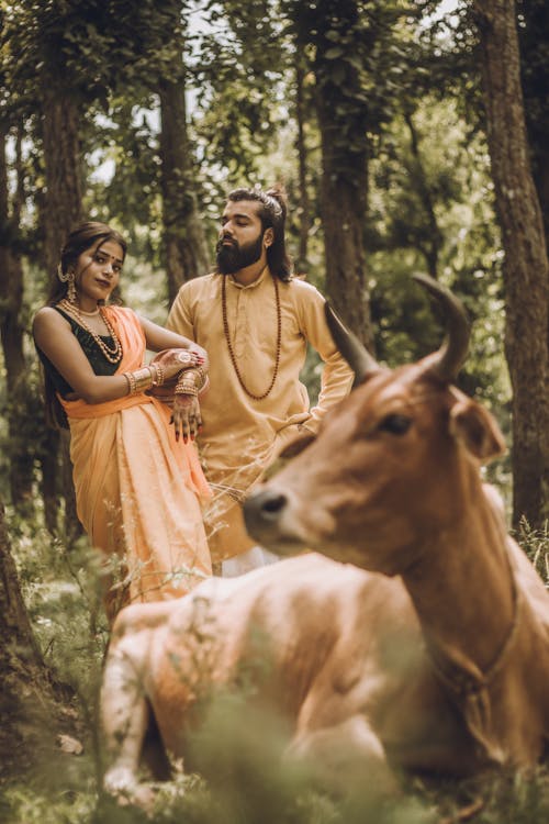 Indian couple in traditional outfits standing in forest with cow laying on ground