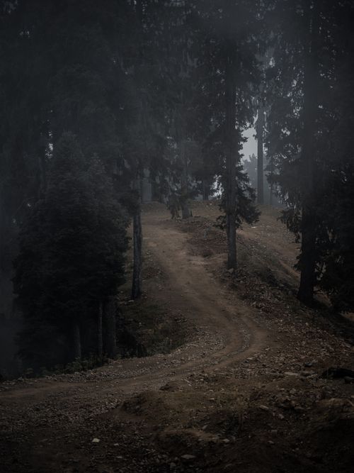 Free Gloomy dirt road winding through a misty forest, surrounded by tall trees. Stock Photo