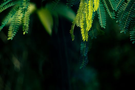 A close-up view of vibrant green acacia leaves with a dark blurred background.