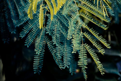 Close-Up Shot of Green Fern Leaves