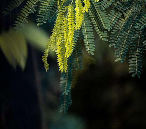 Darmowe zdjęcie z galerii z botanika, fotografia przyrodnicza, liść palmy