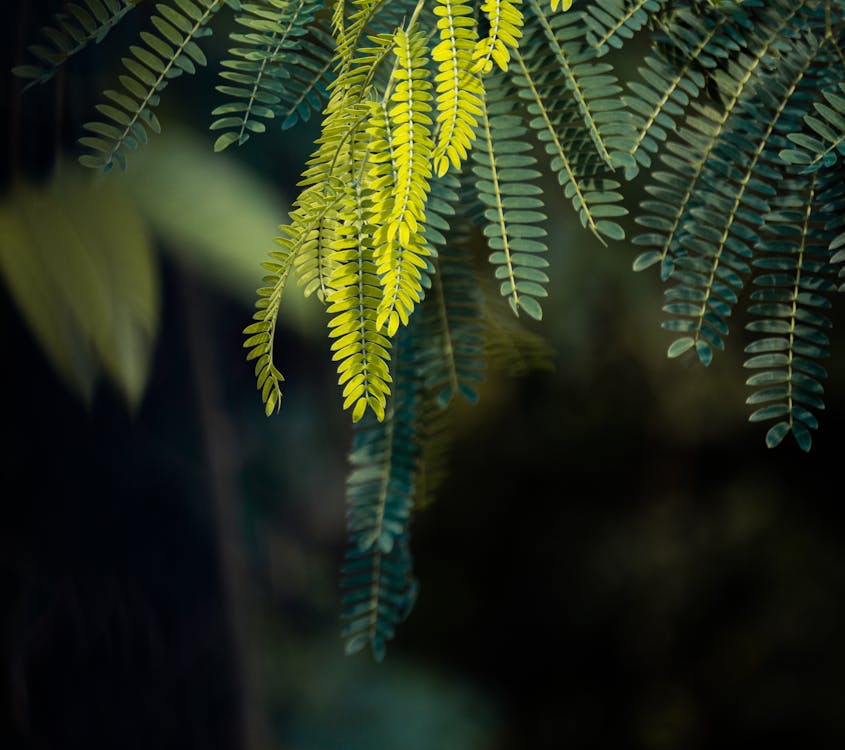 Close-Up Shot of Green Fern Leaves