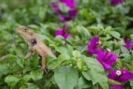 Brown Bearded Dragon on Pink Flower