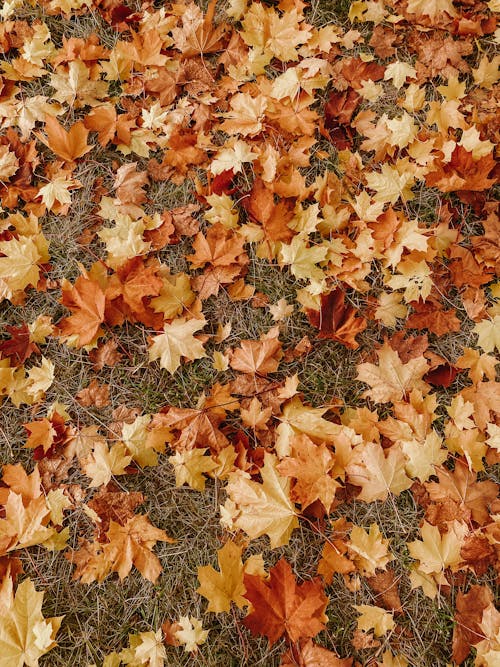 Foto stok gratis daun maple, jatuh, musim gugur