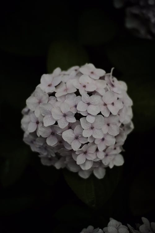 Darmowe zdjęcie z galerii z białe kwiaty, flora, fotografia kwiatowa