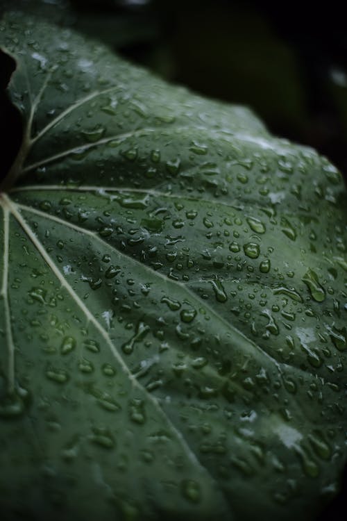 Fotos de stock gratuitas de de cerca, gotas de lluvia, gotitas de agua