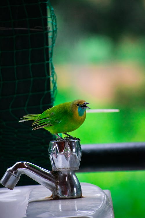Free A Bird Perched on a Faucet Stock Photo
