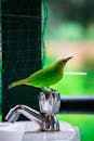 Green Bird Perched on the Faucet