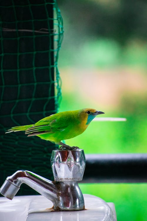 A Bird Perched on a Faucet