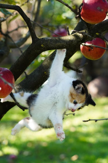 Calico Kitten Holding Onto Branch of Apple Tree