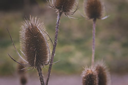 Free stock photo of flower, plant, thistle