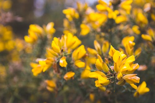 Yellow Flowers