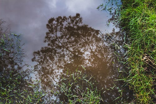 Free stock photo of landscape, reflection, tree