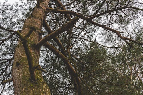 Free stock photo of branches, pine, tree