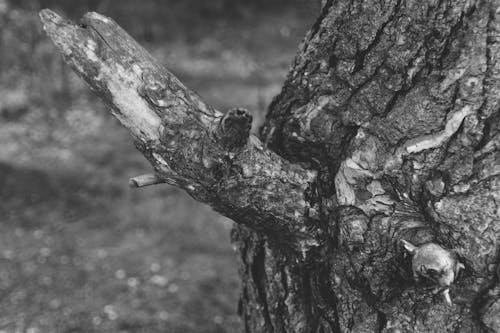 Free stock photo of blackandwhite, tree