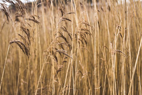 Brown Grass