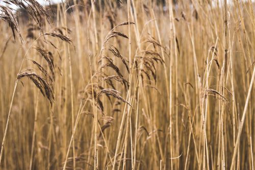 Free Close-up view of tall golden dry wheat stalks in a rural field under daylight. Stock Photo