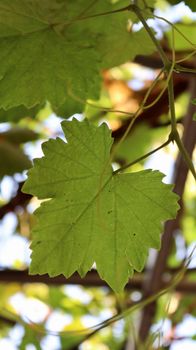 Detailed vertical shot of vibrant green grapevine leaves in natural sunlight.