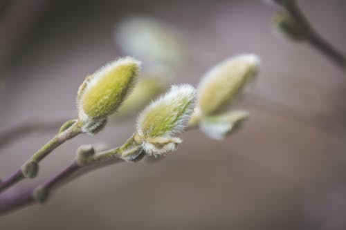 Free stock photo of landscape, spring, tree