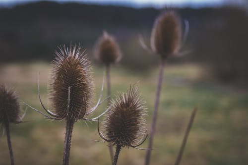 Free stock photo of landscape, plant