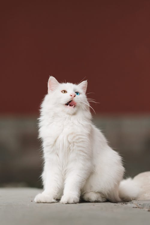 White furry cat with heterochromia sitting and licking its mouth