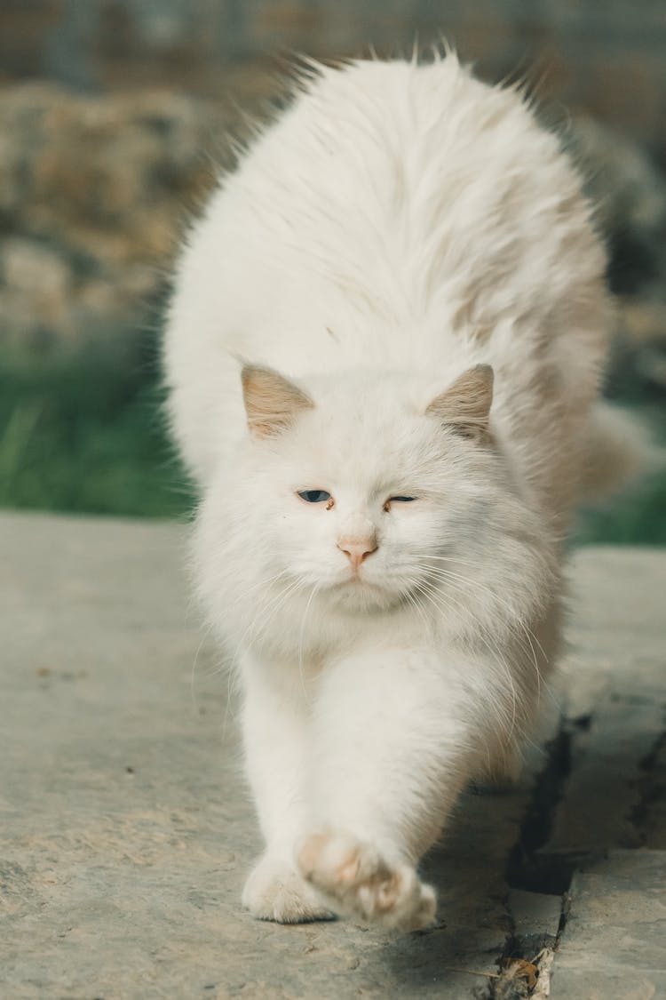 A White Cat Stretching