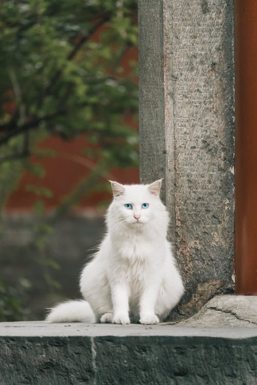 Foto d'estoc gratuïta de animal, assegut, banc de formigó