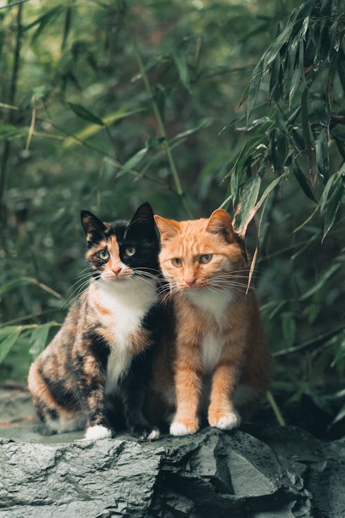 고양이, 귀여운, 귀염둥이의 무료 스톡 사진