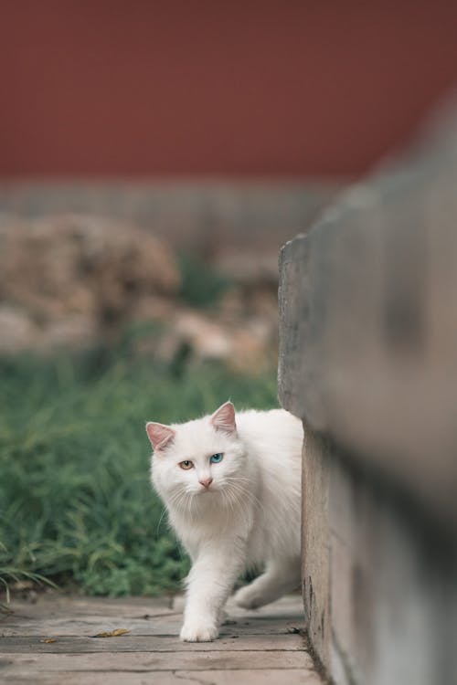 Foto d'estoc gratuïta de adorable, banc de formigó, bigotis