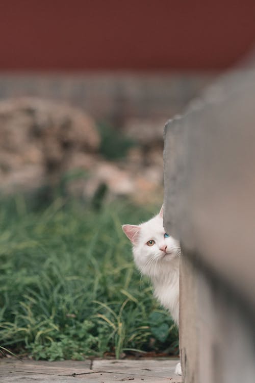 Foto d'estoc gratuïta de adorable, amagant, banc de formigó