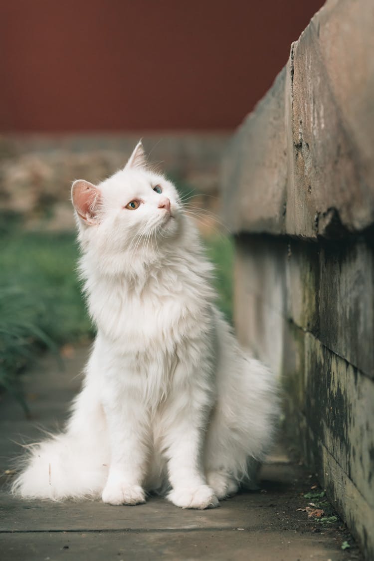 A White Cat Staring At A Concrete Wall