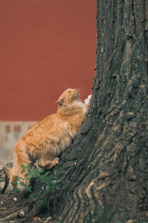 Foto d'estoc gratuïta de adorable, animal domèstic, arbre