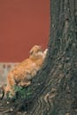 Free stock photo of animal, beijing, cute