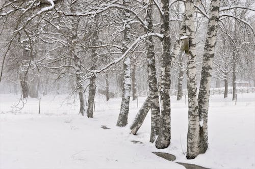 Ücretsiz Gri Ve Beyaz Ağaçlar Stok Fotoğraflar