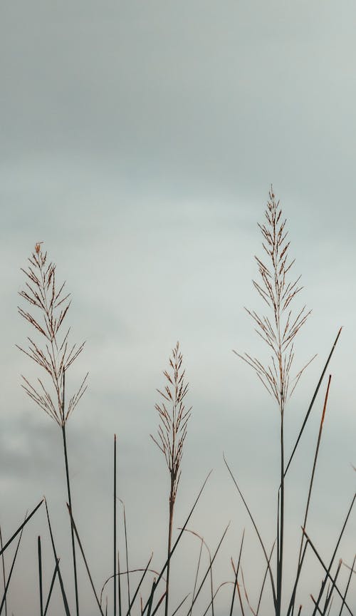 Free Close-Up Shot of a Plant under White Clouds Stock Photo
