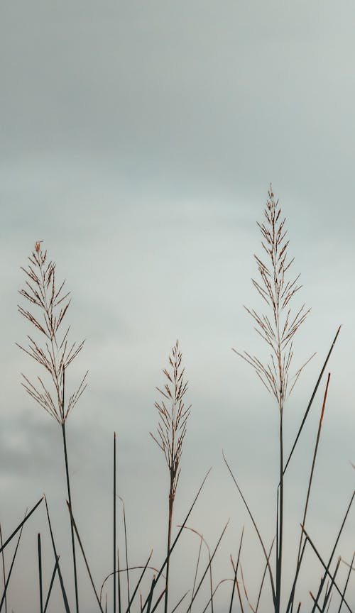 Close-Up Shot of a Plant under White Clouds