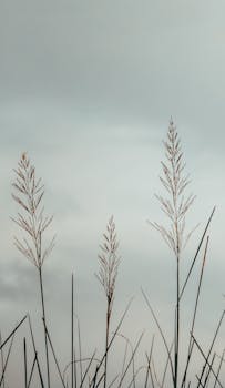 Close-up of tall grass silhouetted against a cloudy sky, creating a serene and natural backdrop.