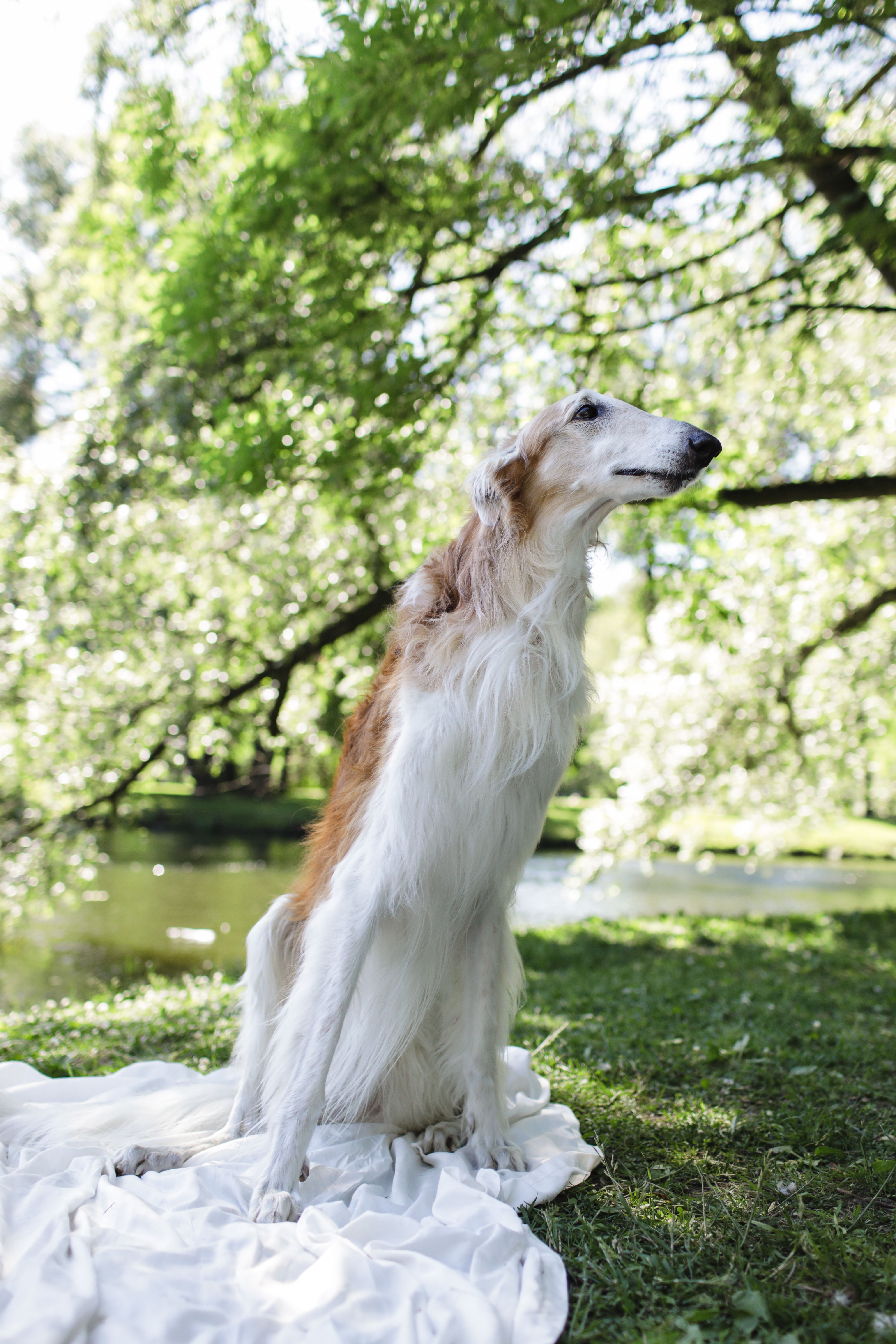A Dog Sitting on Green Grass Field · Free Stock Photo
