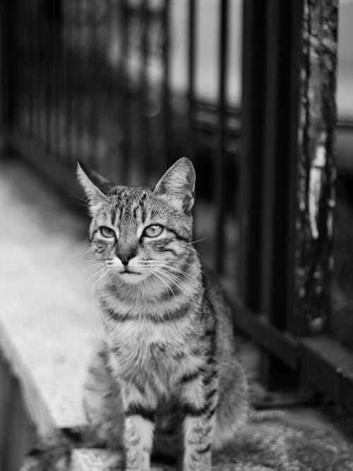 Free Grayscale Photo of Tabby Cat Stock Photo