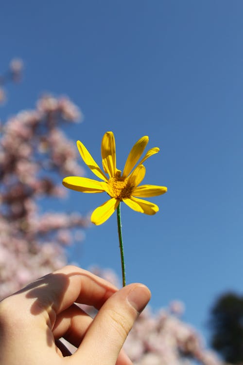 Person Holding a Yellow Flower