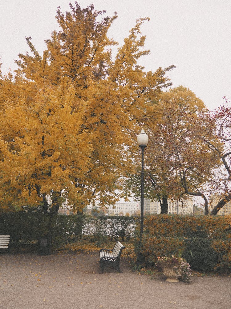 Empty Benches At A Park