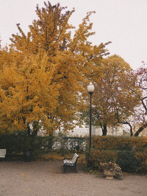 Free Quiet park scene in fall with golden trees and empty benches, perfect for contemplative moments. Stock Photo