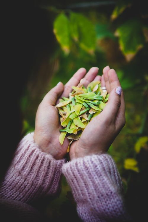 Free Close-up of hands holding green leaves outdoors, emphasizing nature and autumn Stock Photo
