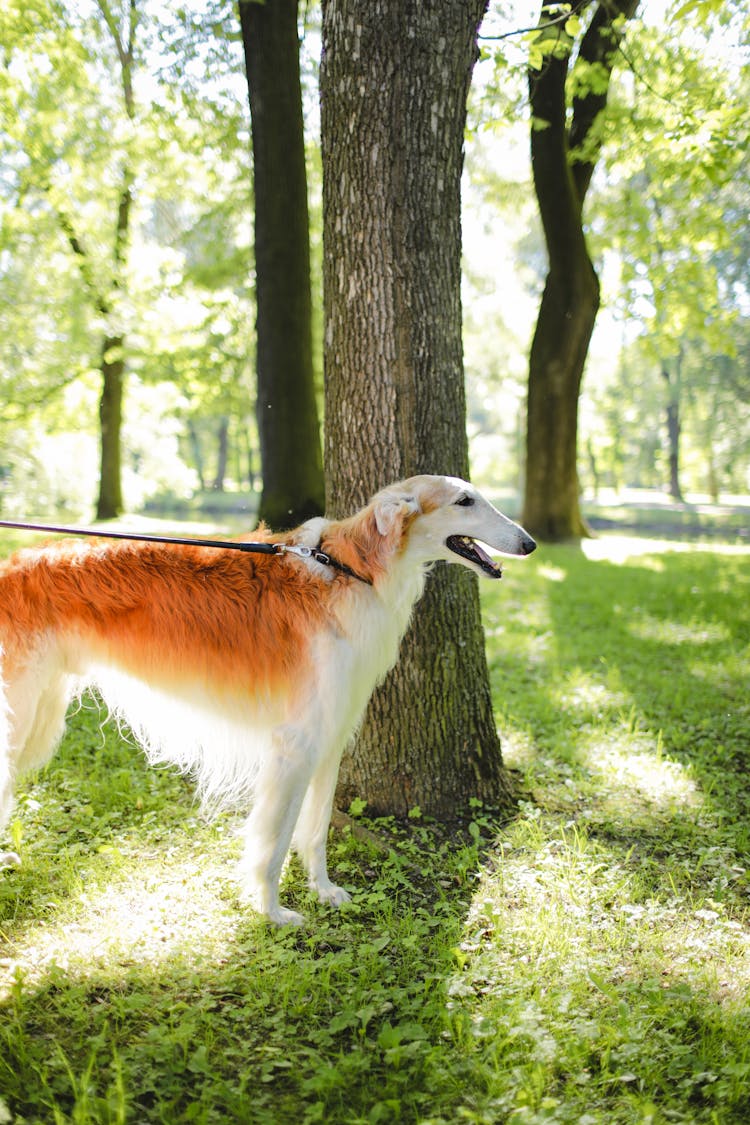 Borzoi Dog On A Leash In Park 