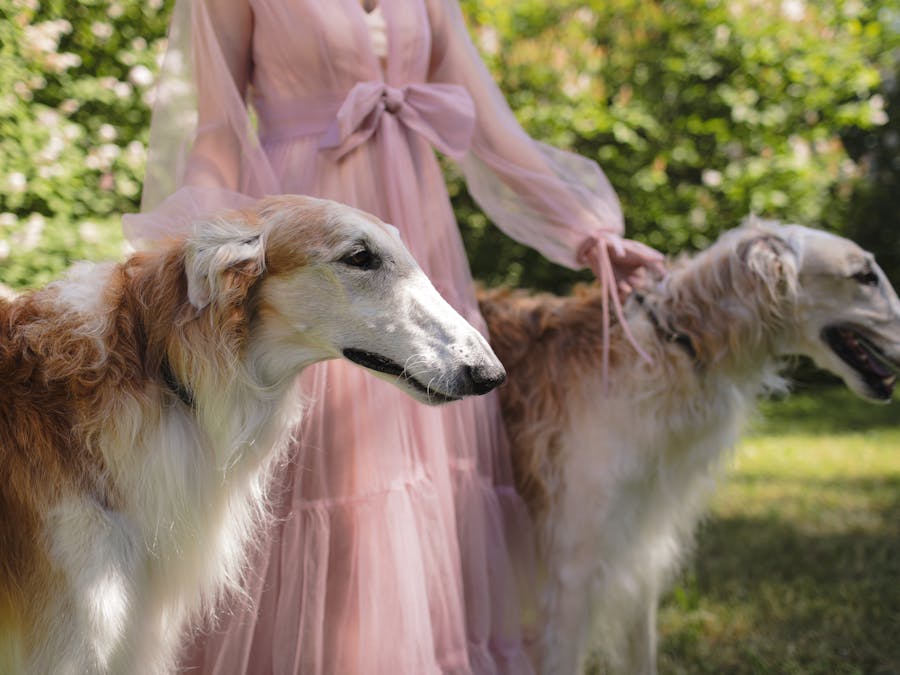 How do dogs see humans?